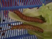 「何かの、幼虫。」